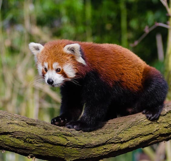 Preprocessing for the Adult Dataset