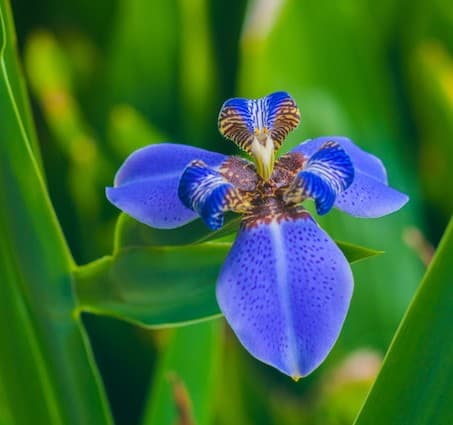 Creating a Classifier for the Iris Dataset